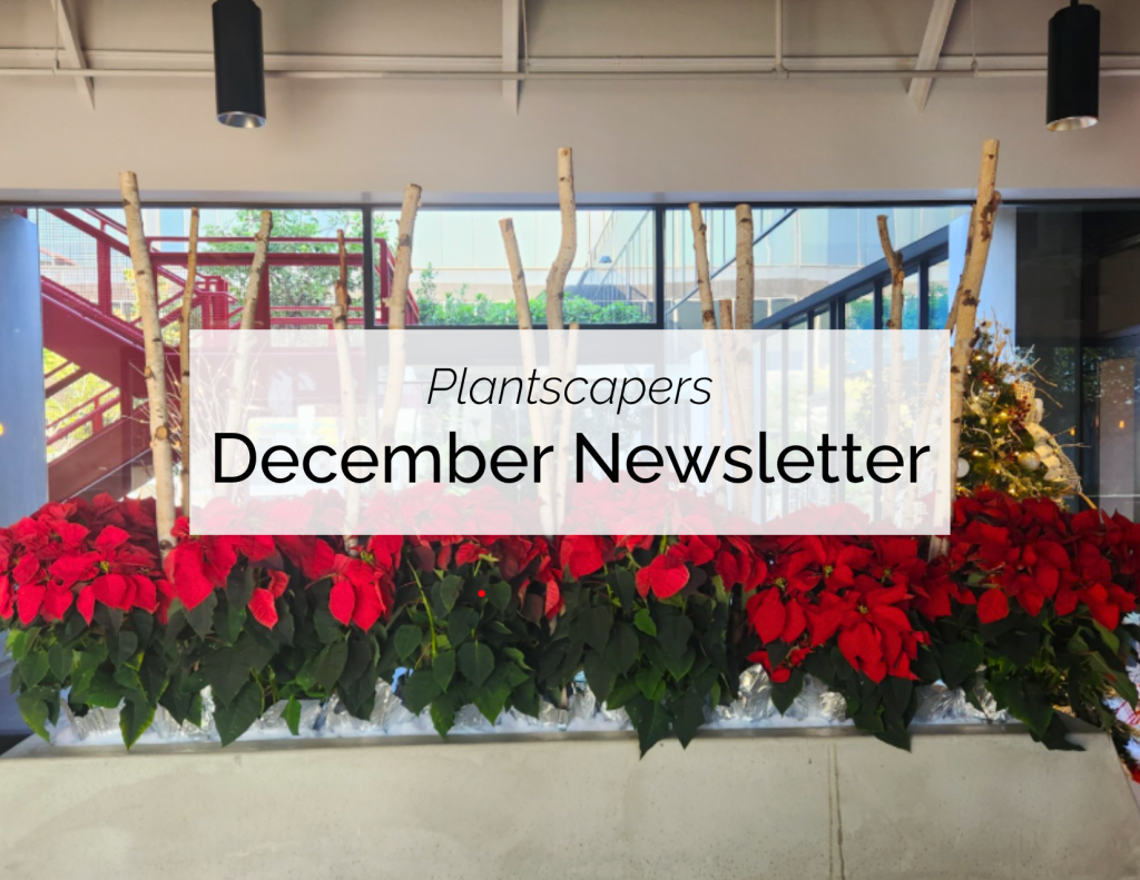 December Newsletter
