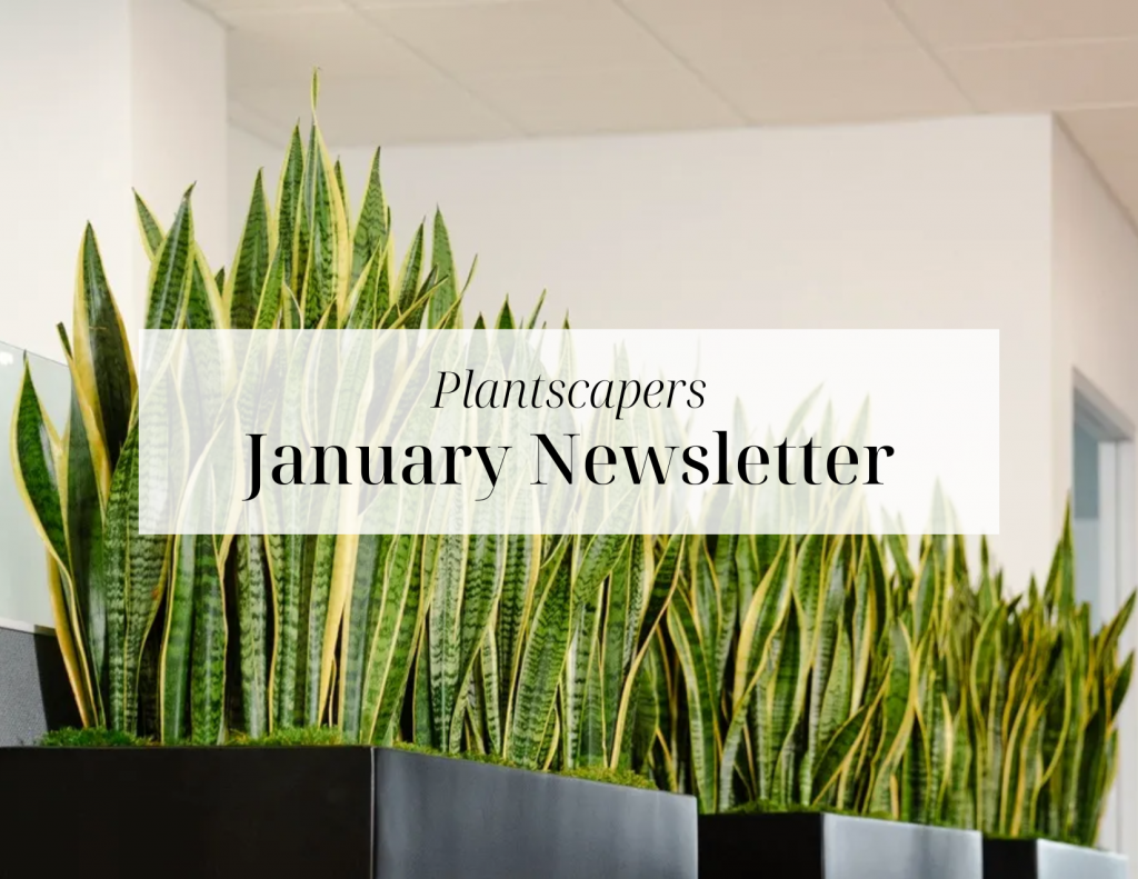 Copy of NEW PLANTSCAPERS EMAIL DESIGN