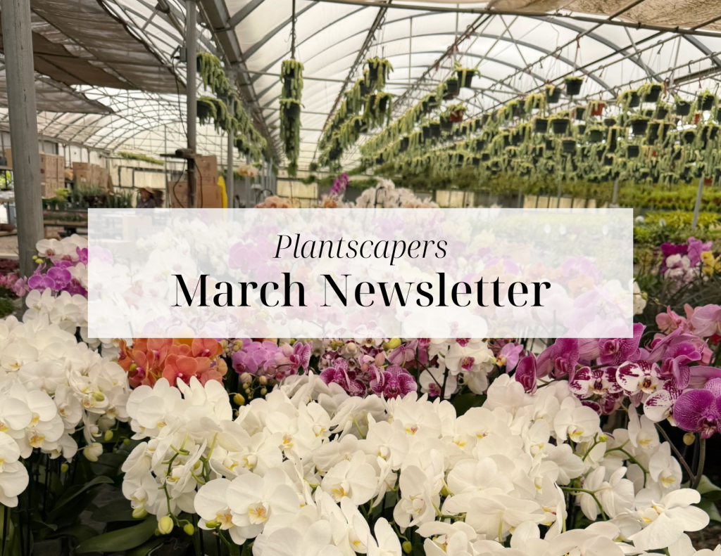 Copy of NEW PLANTSCAPERS EMAIL DESIGN (6)