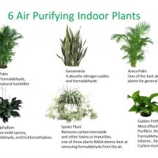6 Good Indoor Plants