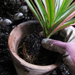 BLOG-Repotted-Plant-cropped
