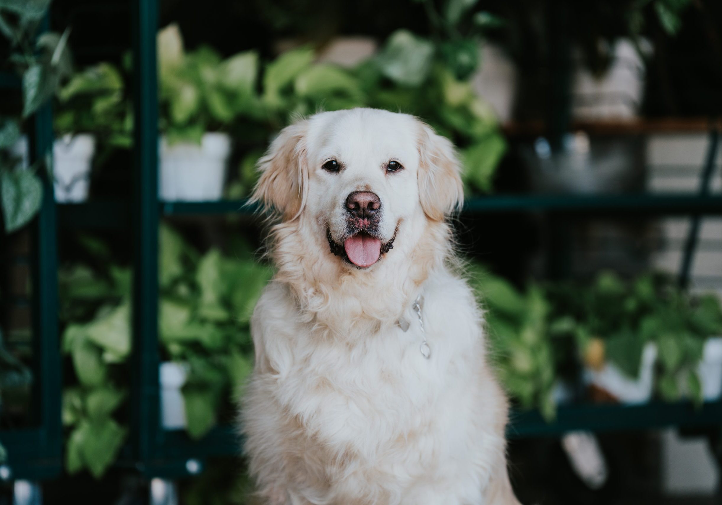 Team Member Since 2026<br />
Takes Way Too Many “Breaks”<br />
Sleeps All Day Long<br />
