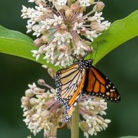 Monarch-butterfly