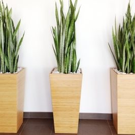 PLANTSCAPERS-Tall-Plants-Vase-Cropped