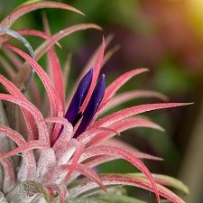 Tillandsia-pink-flowering
