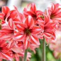 amaryllis-pink-white