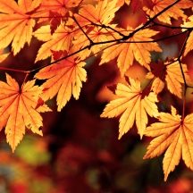 autumn-maple