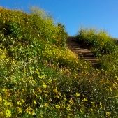 Upper Back Bay in Newport Beach is awash in yellow.