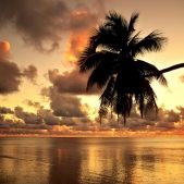 beach sunset palm