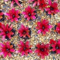 bromeliads-pots-gravel-shutterstock_477601816