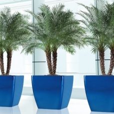 phoenix blue w palms