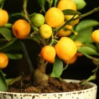 potted-citrus-lemon