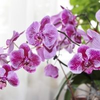 Growing Orchids Indoors