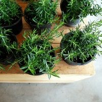 rosemary-plants-on-table