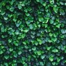Living walls are an example of biophilia 
