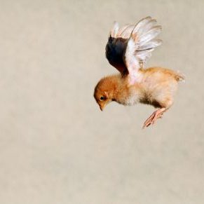 Flying,Chicken