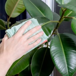 Cleaning a houseplant