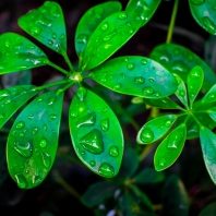 umbrella-plant