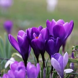 violet-4032577_640