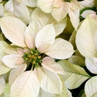 white-poinsettias