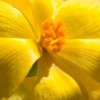 yellow begonia shutterstock_700581448